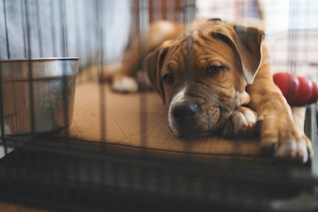 A brown puppy lies in their crate on a blanket with their head resting on their crossed paws
