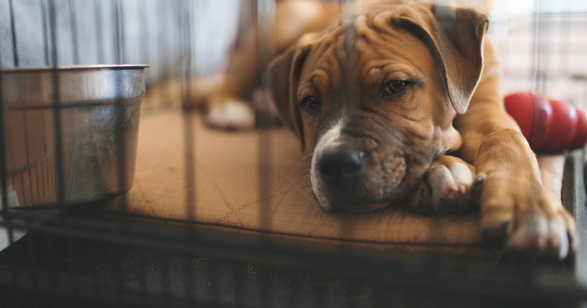 How To Stop a Dog From Peeing in the Crate PawTracks