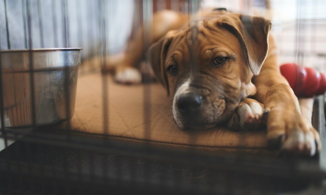 A brown puppy lies in their crate on a blanket with their head resting on their crossed paws