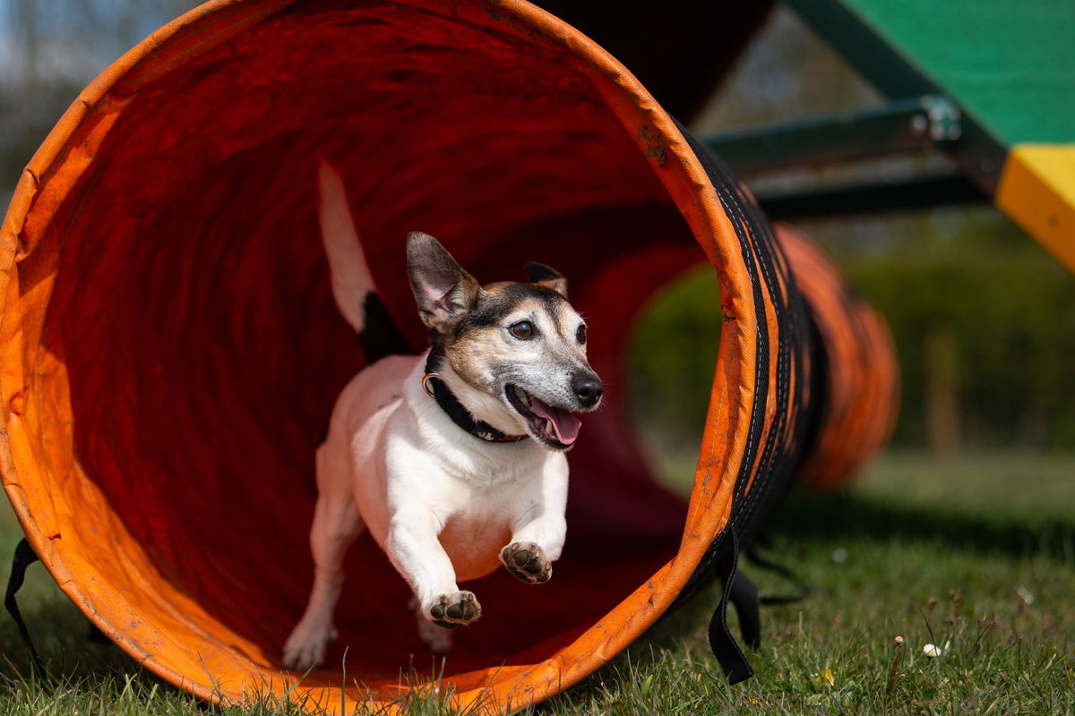 Dog coming out of tunnel on agility course.
