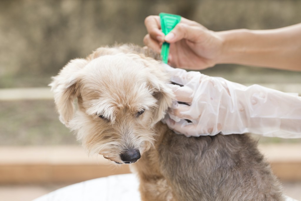 A person puts flea and tick prevention on their dog
