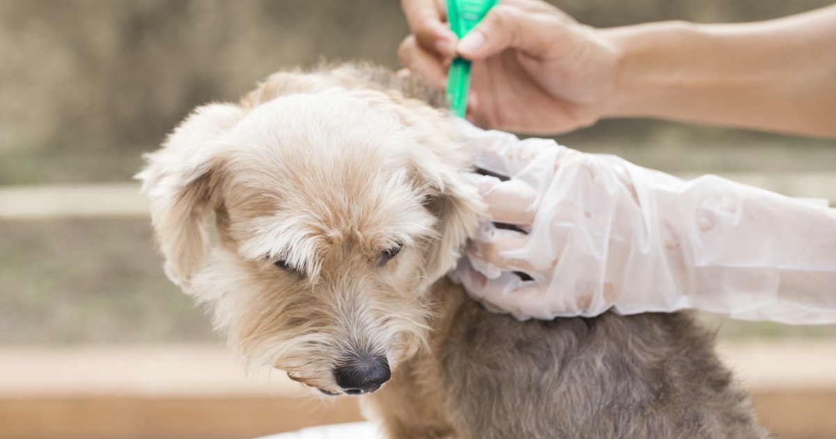 Topical Flea Medicine Versus Flea Collars Which is Best for Dogs