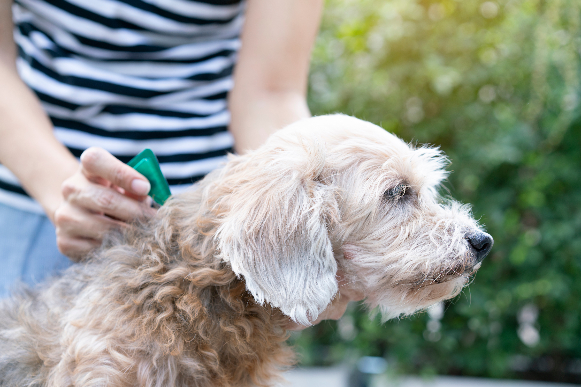 a woman applies topical flea medication to her dog's neck