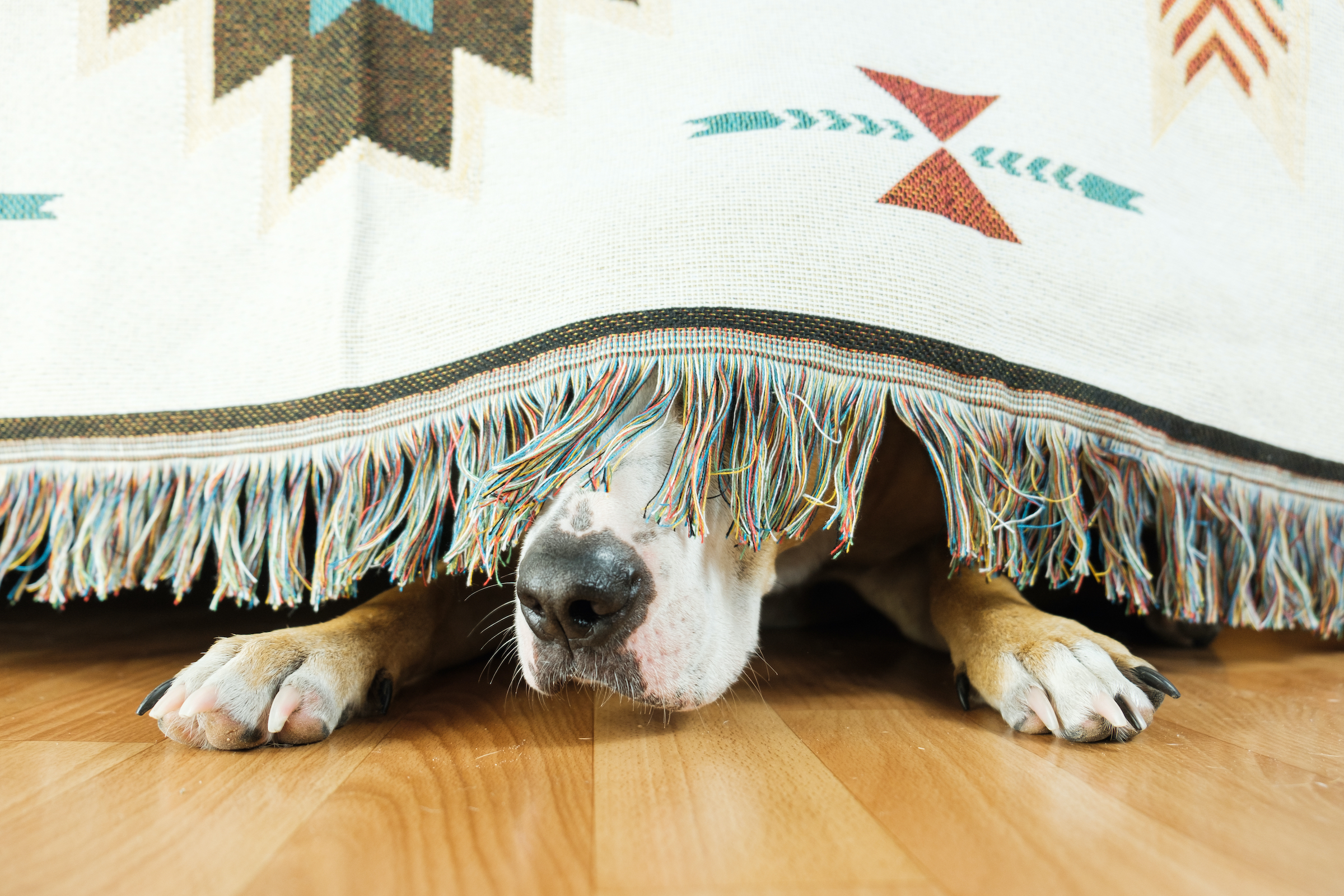 A dog hides under a blanket with just their nose and paws sticking out