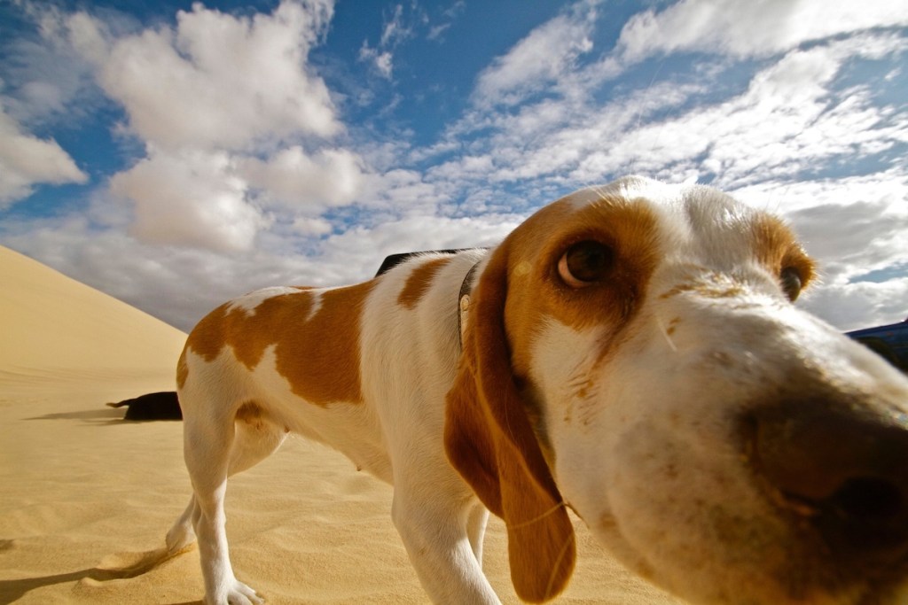 Dog up close to camera in the desert