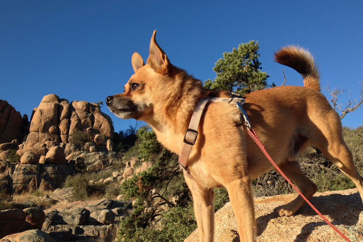 Dog standing on rock on hike.