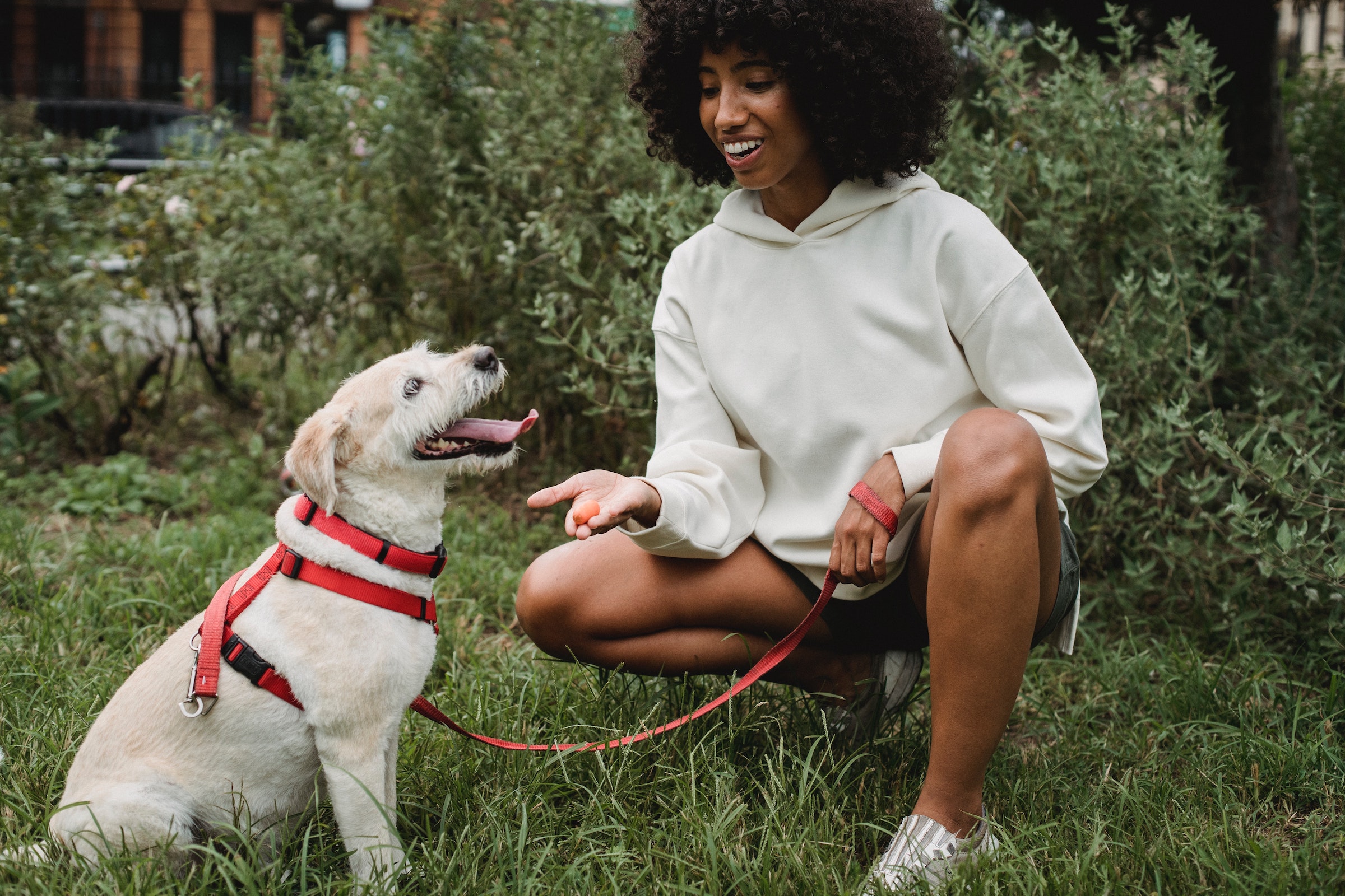 a young woman bends down in the grass and offers her hand to her blonde puppy, asking him to shake