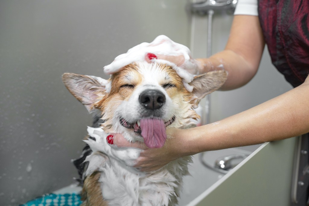 Juokingas Velso korgio pembroke šuns, besiprausančio šampūnu, portretas