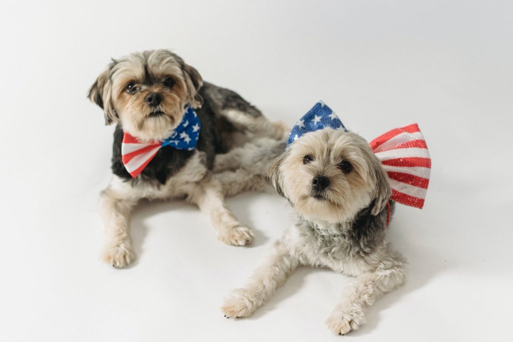 Two small dogs wearing American flag bows on their collars lie down and look at the camera
