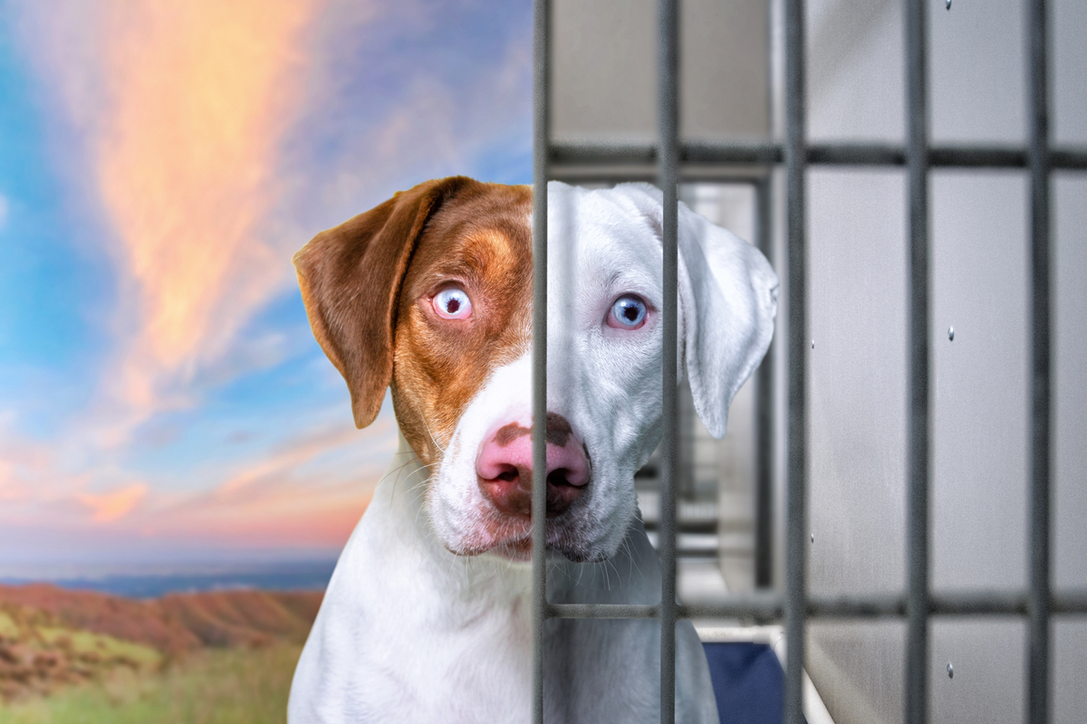Foster Parents Needed | Agape Animal Rescue