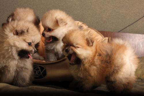 Four Pomeranian puppies crowded together.