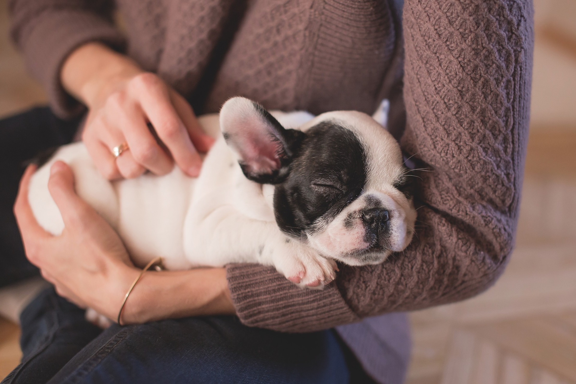 a black and white french bulldog puppy sleeps in the arms of a young woman