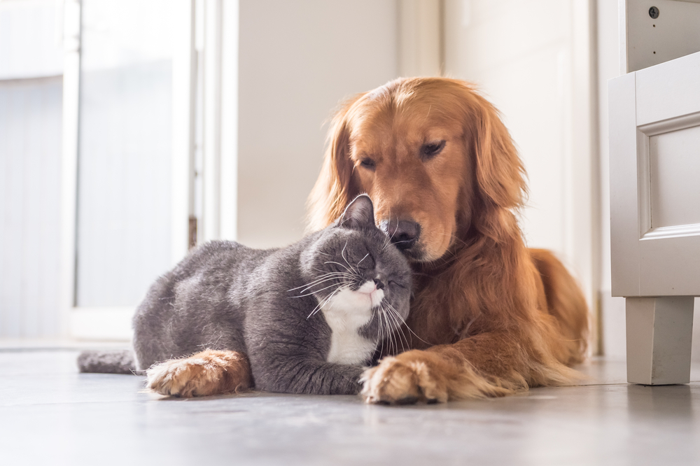 A gray and white cat nuzzling a Golden Retriever.