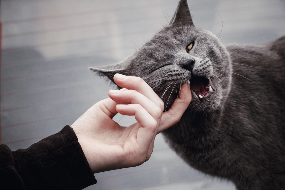 A gray cat biting someone's finger.