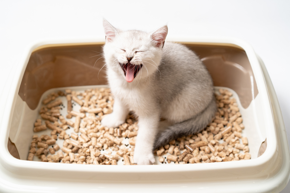 A pale gray kitten meowing in a litter box.