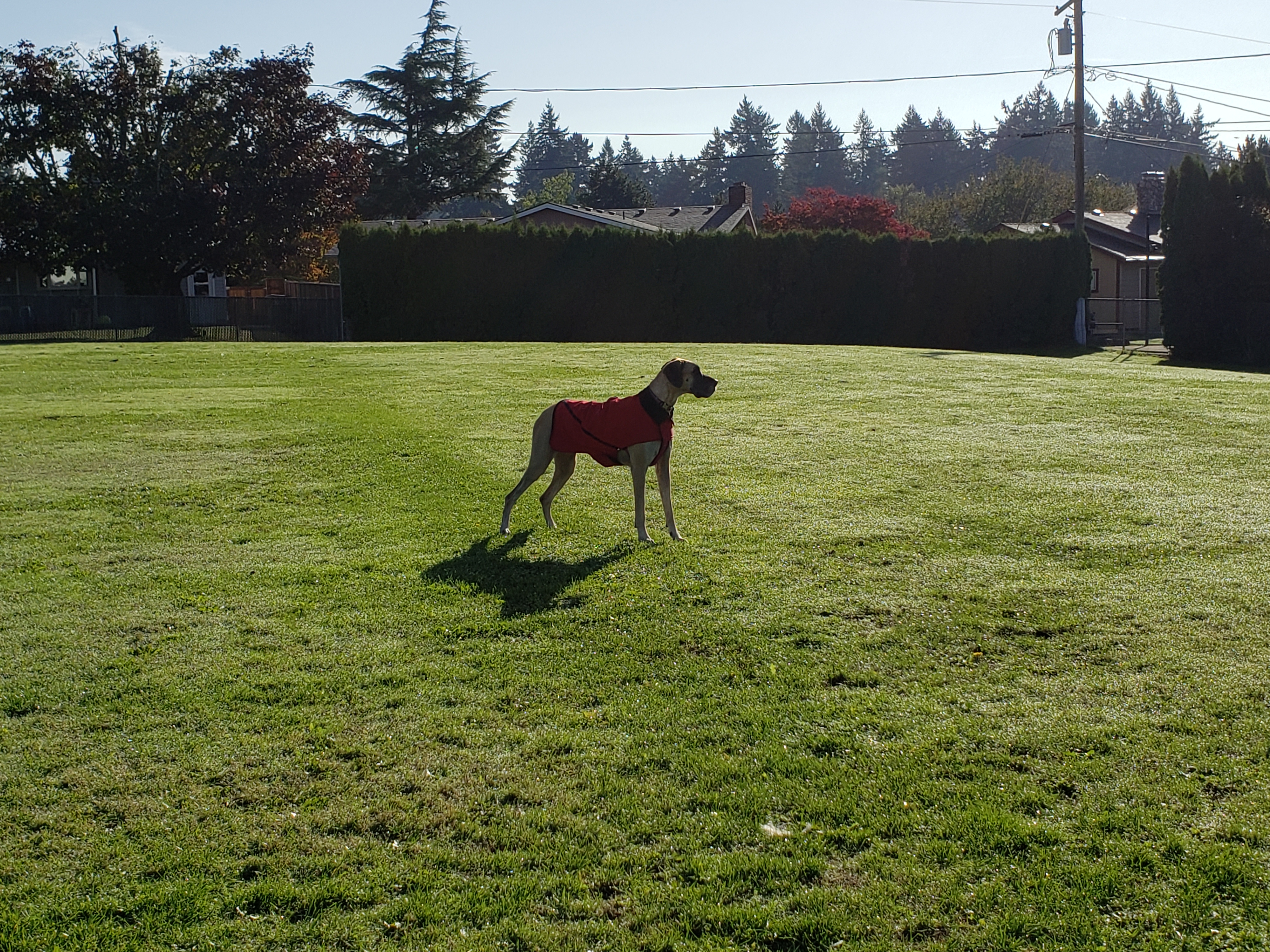 pet profile bethany great dane dog grass field standing