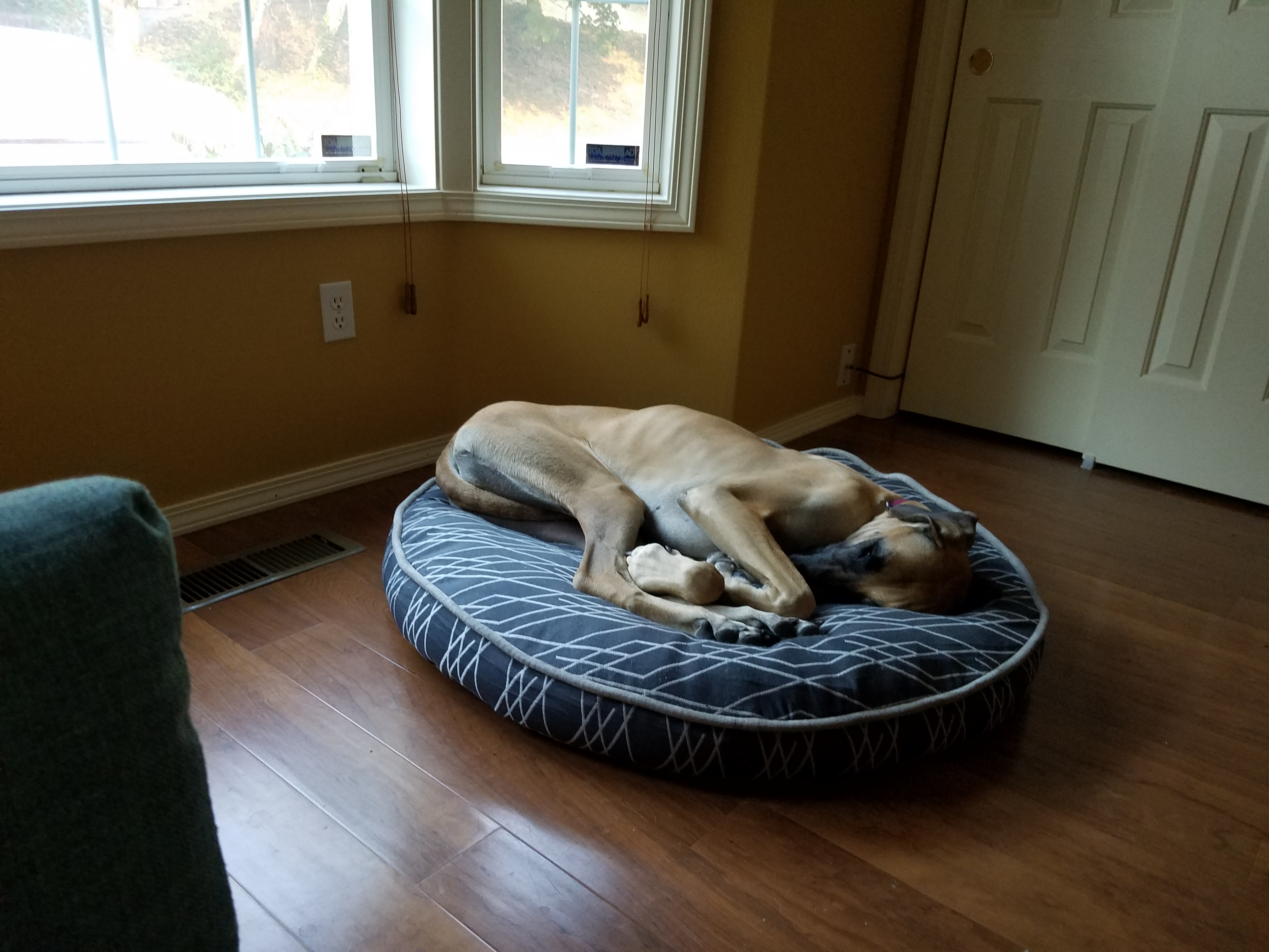 pet profile bethany great dane dog pillow sleep nap