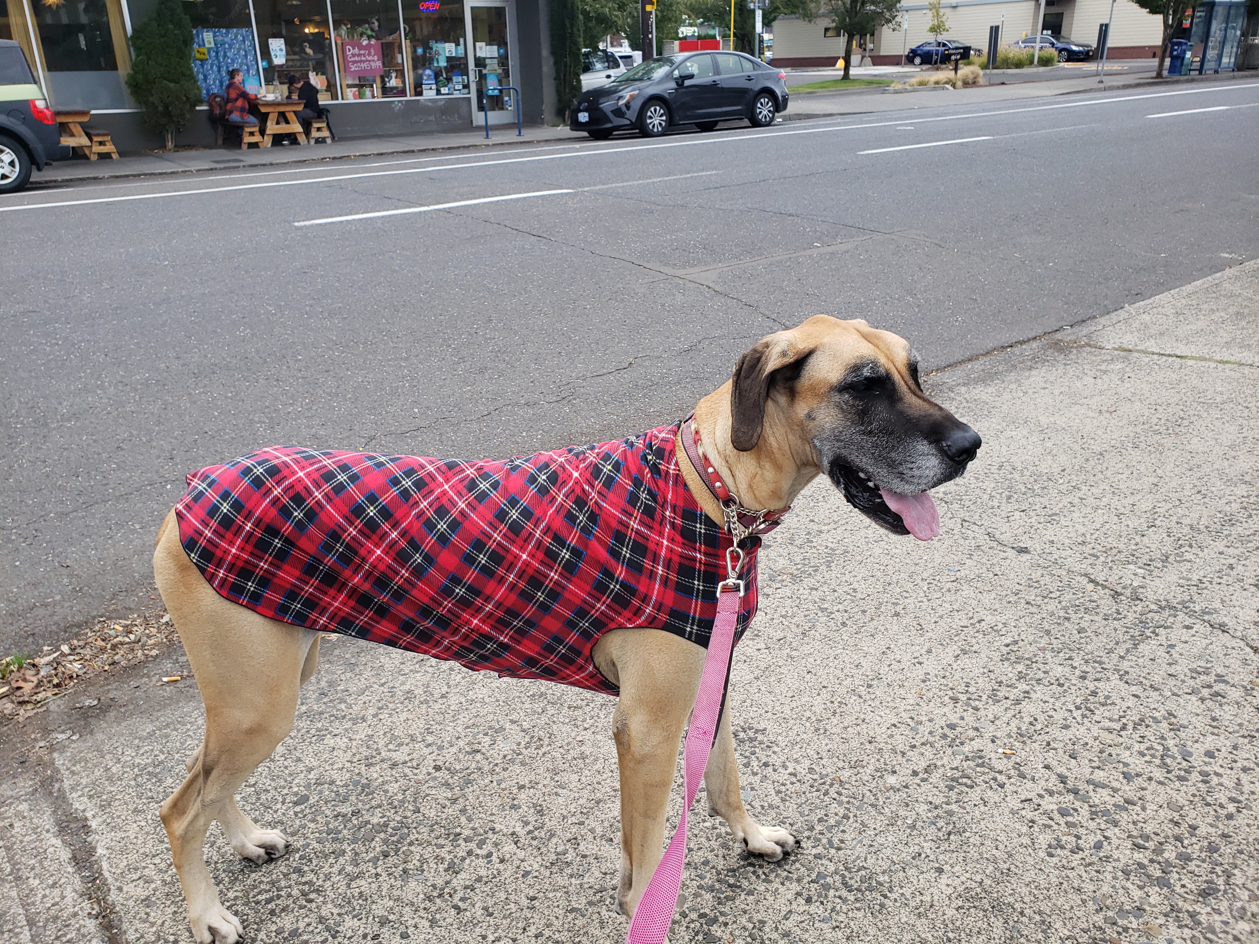 pet profile bethany great dane dog sweater plaid