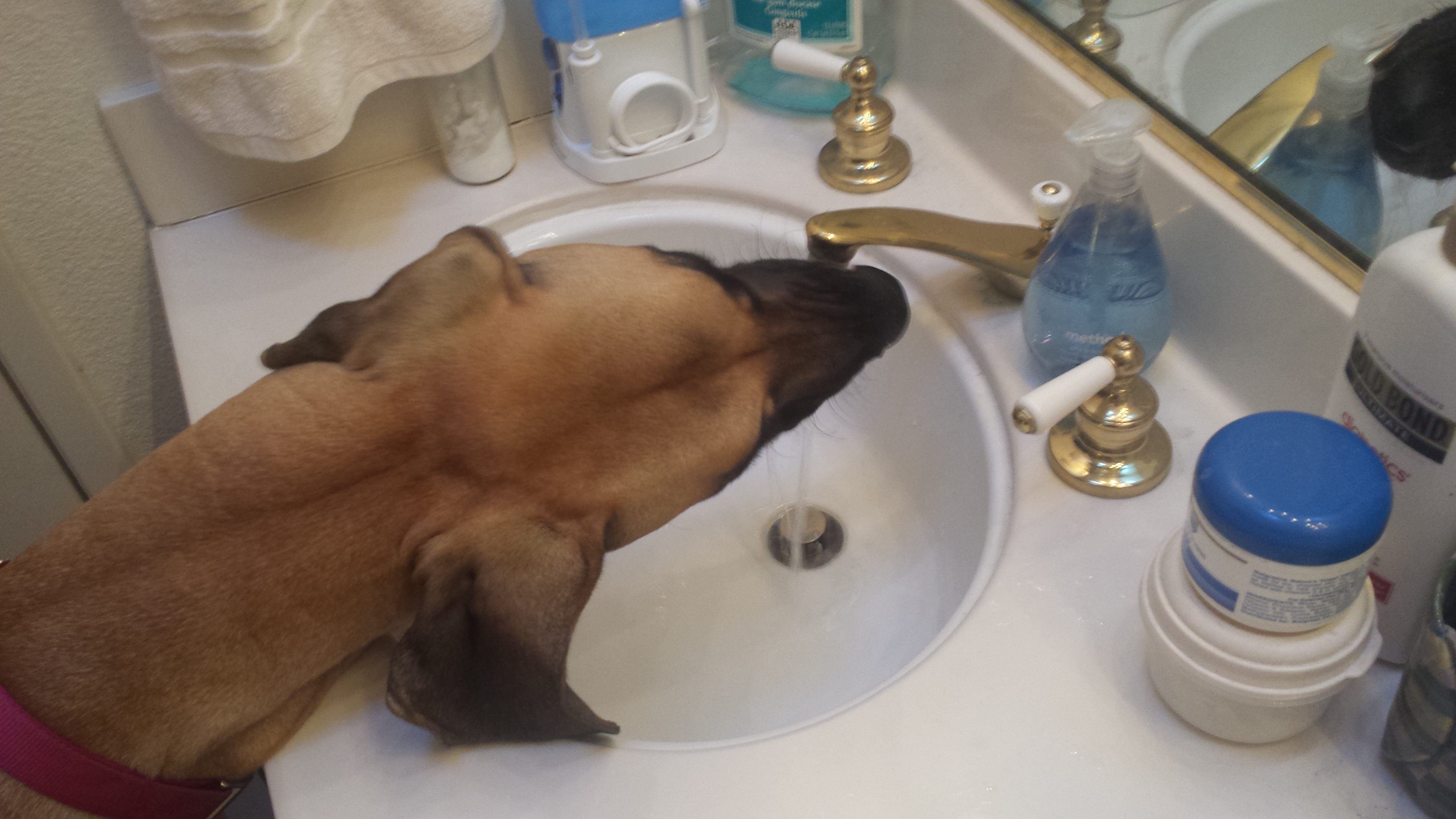 pet profile bethany great dane drinking water sink