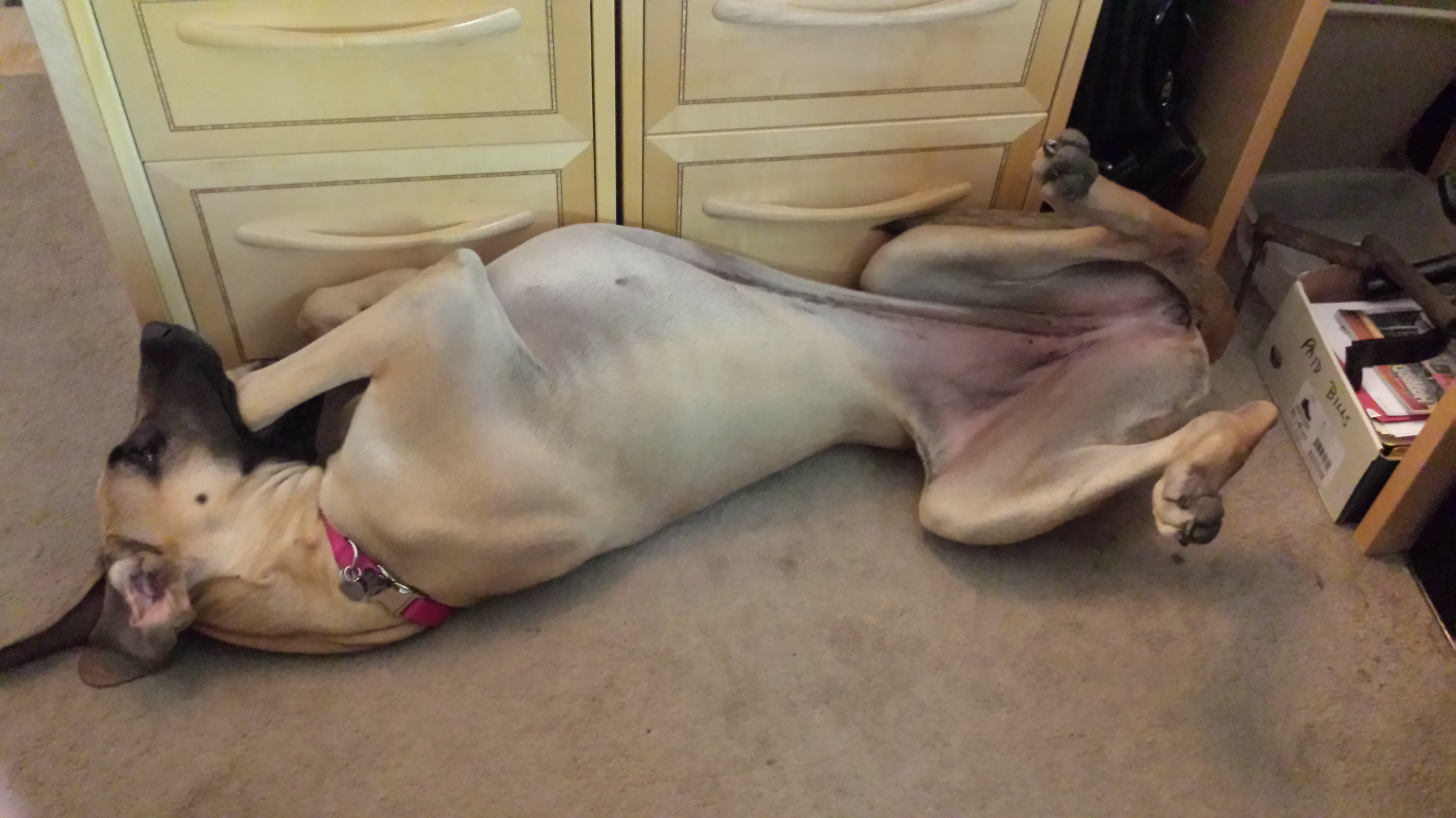 pet profile bethany great dane lying back stretch