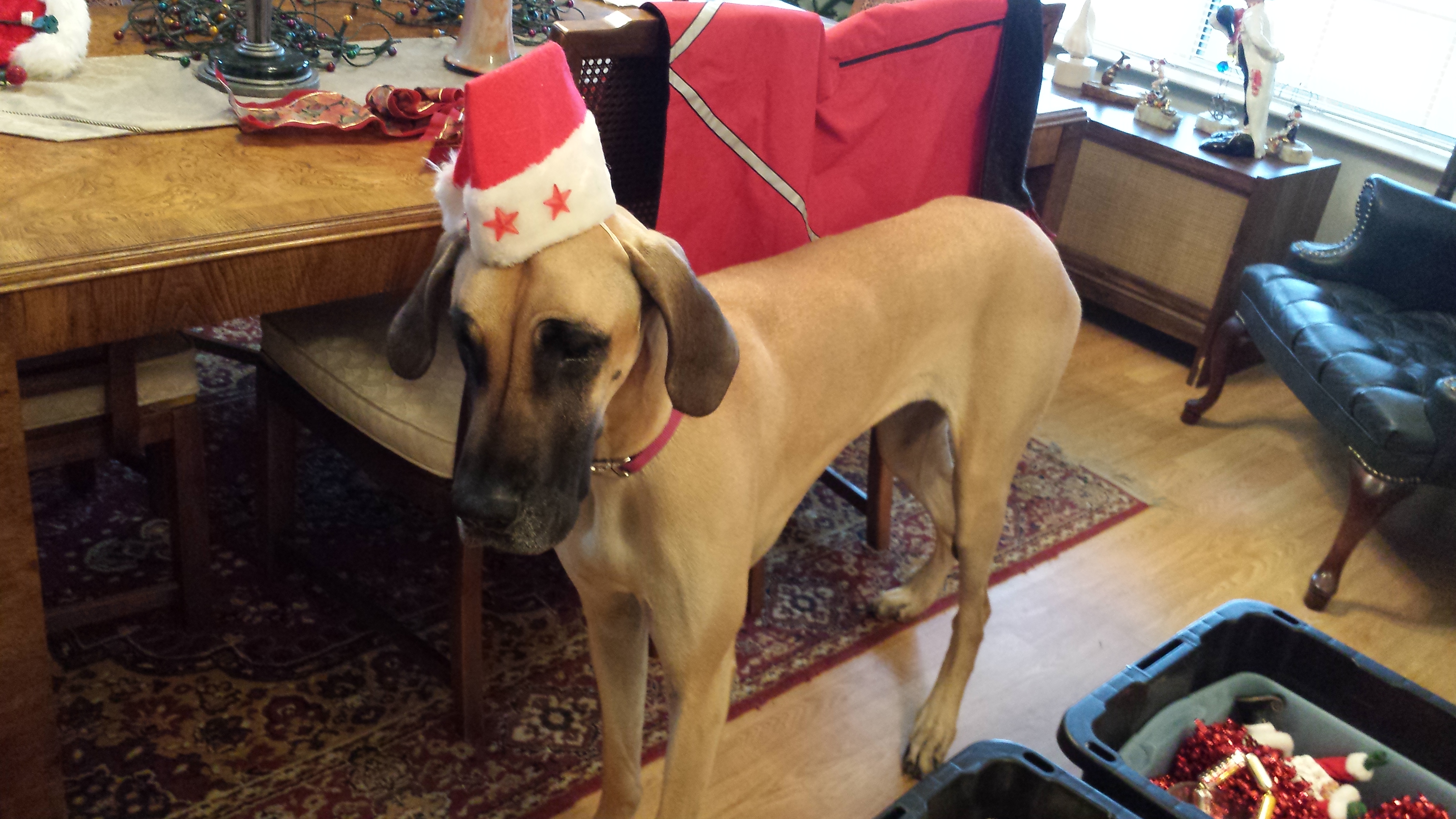 pet profile bethany great dane standing santa hat