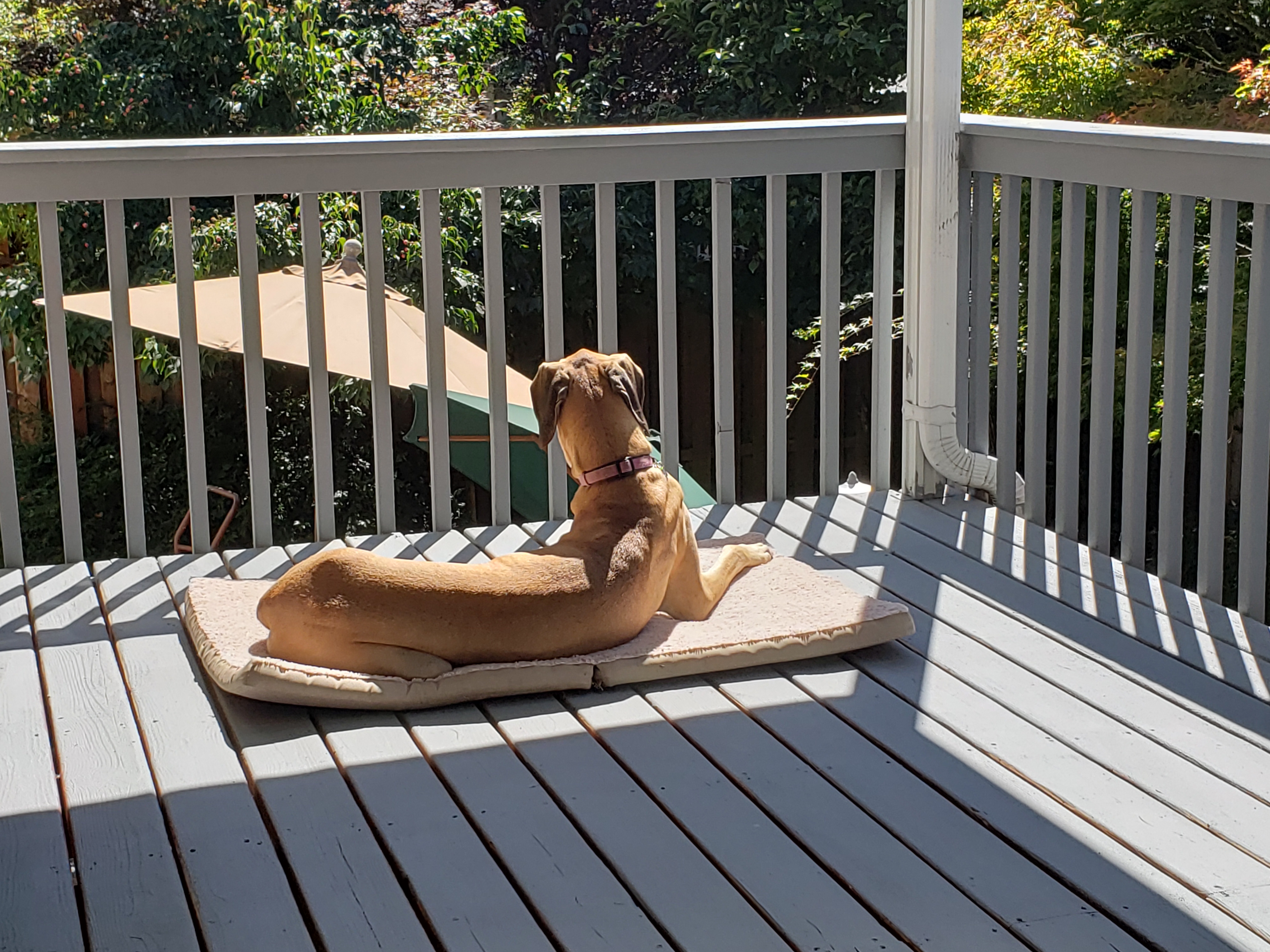 pet profile bethany great dane sunbathe lying bed sun