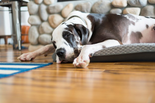 A harlequin Great Dane sleeps on their bed on a wooden floor