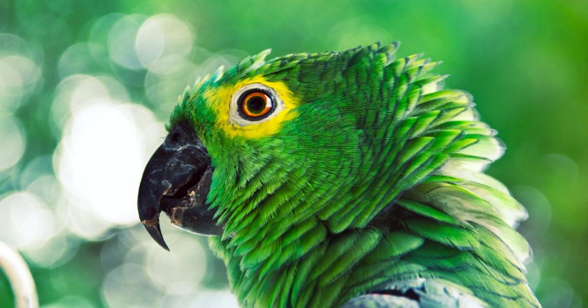 Sustabdykite savo papūgą nuo kandžiojimo naudodami šiuos 4 sprendimus