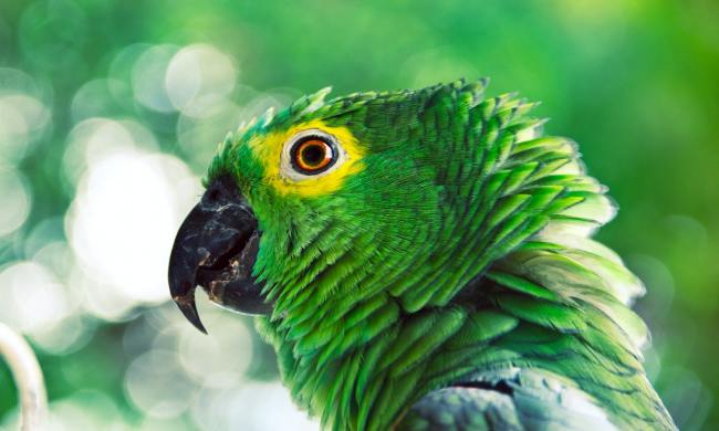 Side profile of a green and yellow parrot.