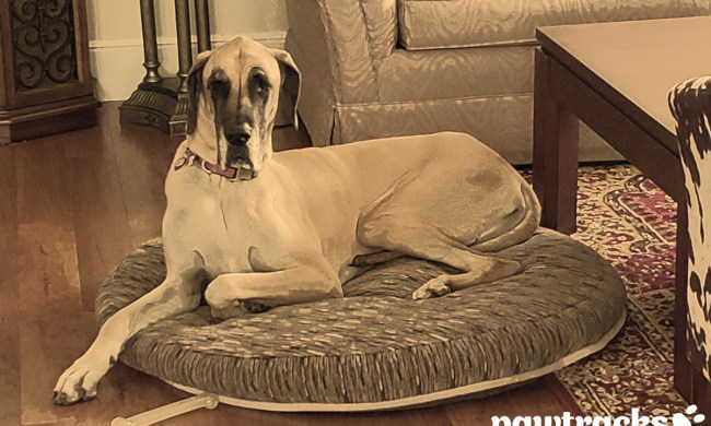 pet profile bethany horizontal pet3