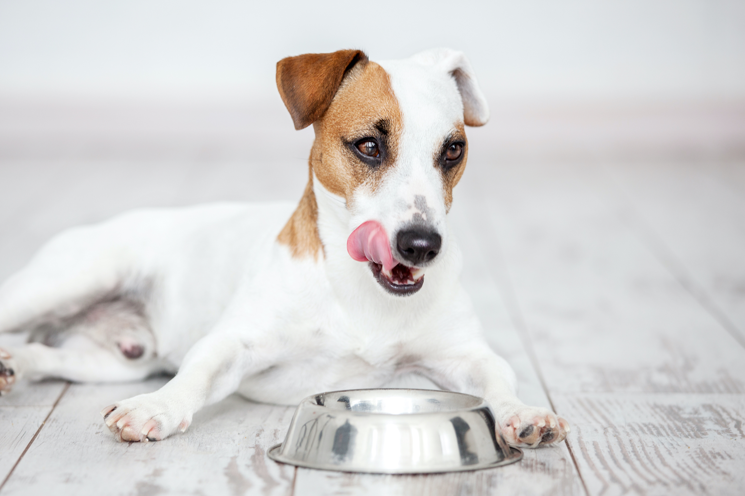 a jack russell terrier licks their chops and lies down in front of a silver dog food bowl