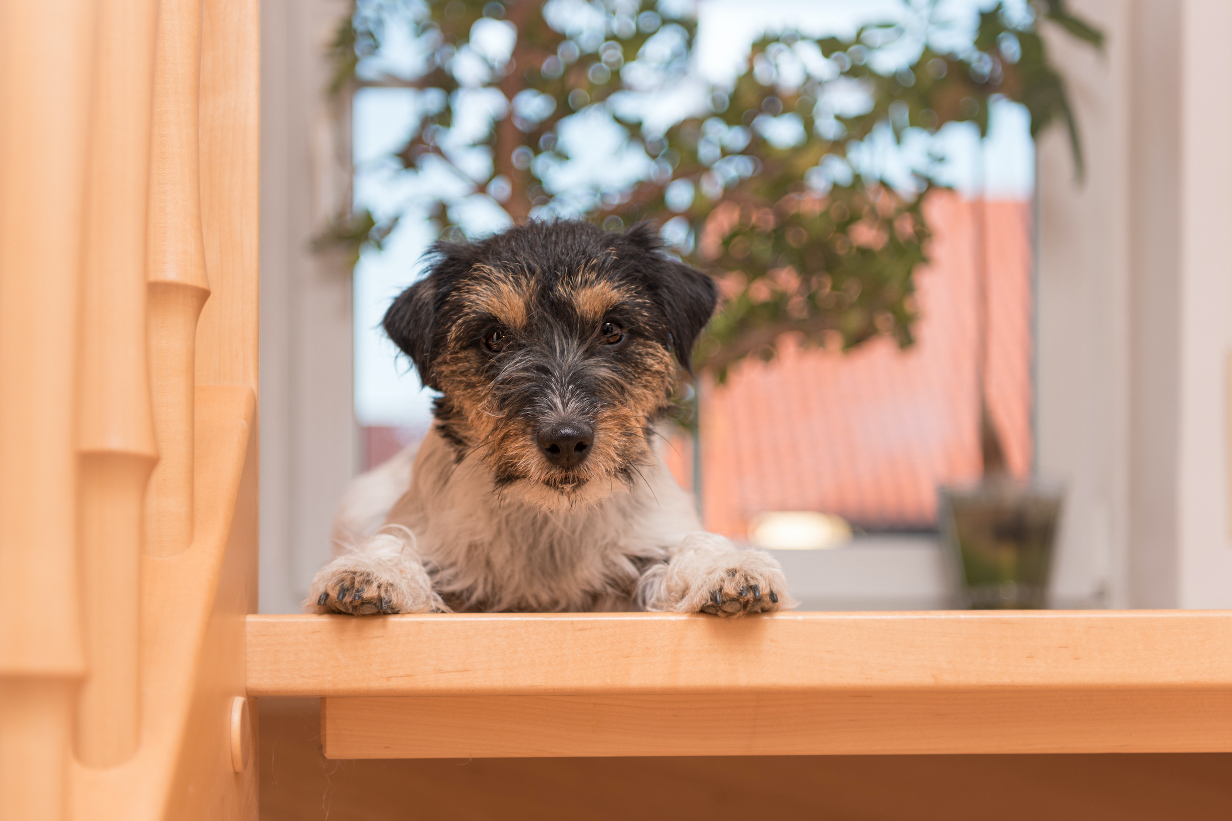 Why Are Dogs Afraid Of Mirrors