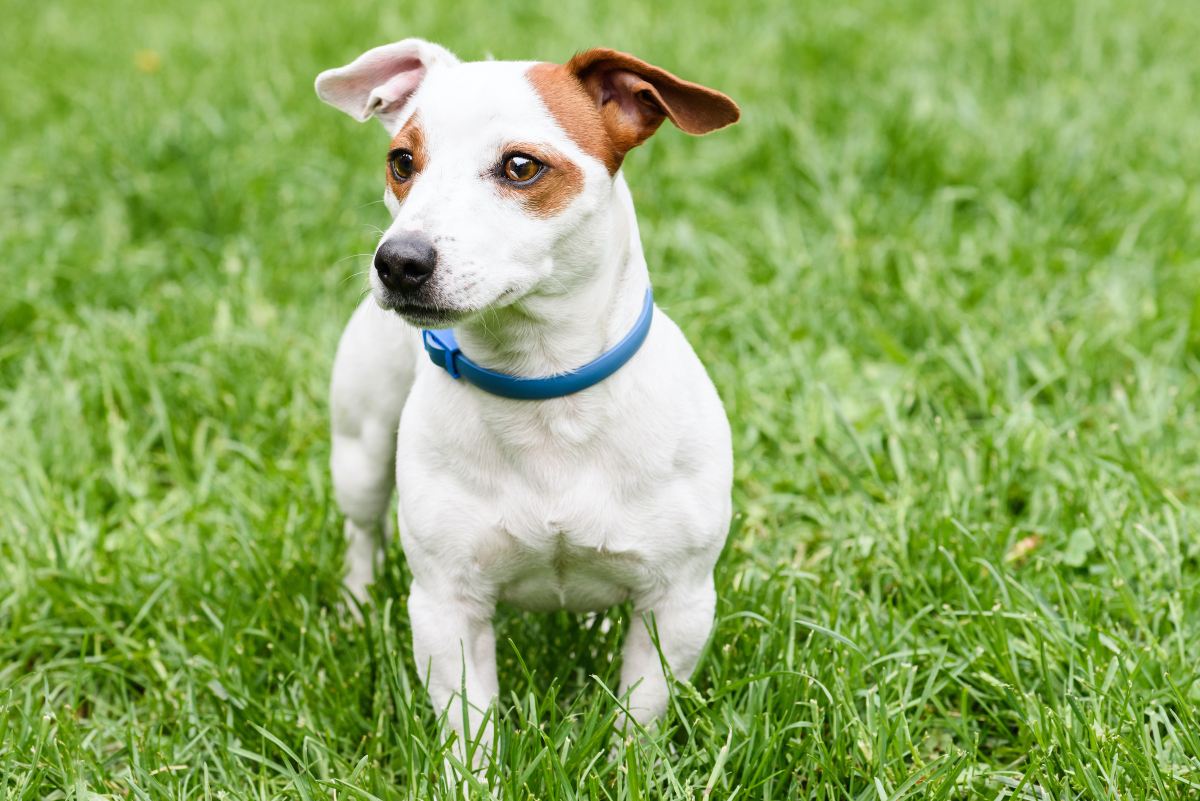 Jack russell terrier with a blue flea collar stands in the grass