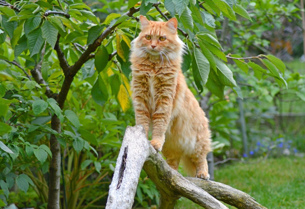 Orange Maine Coon cat climbing a tree branch