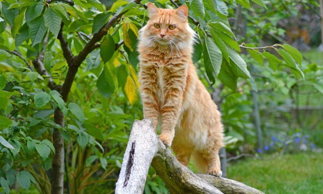 Orange Maine Coon cat climbing a tree branch