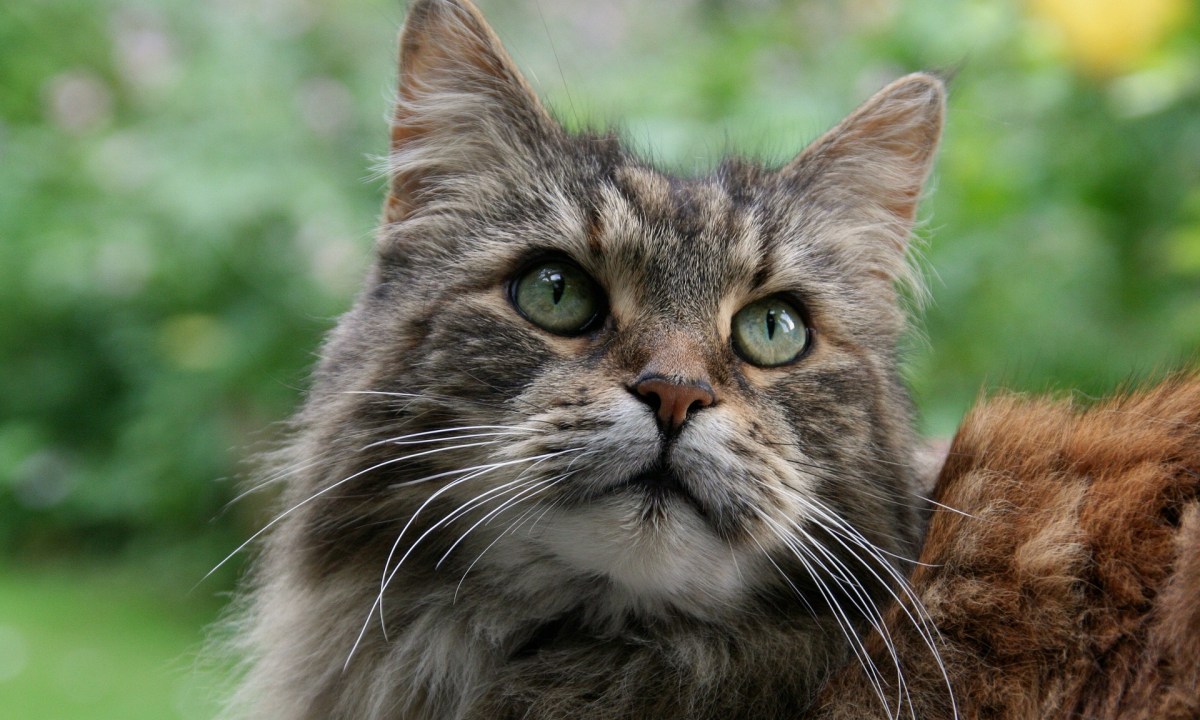Portrait of a Maine Coon outside