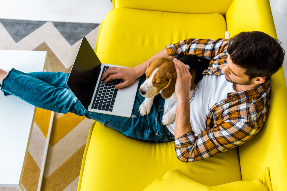 An overhead view of a man using his laptop with a beagle in his lap.