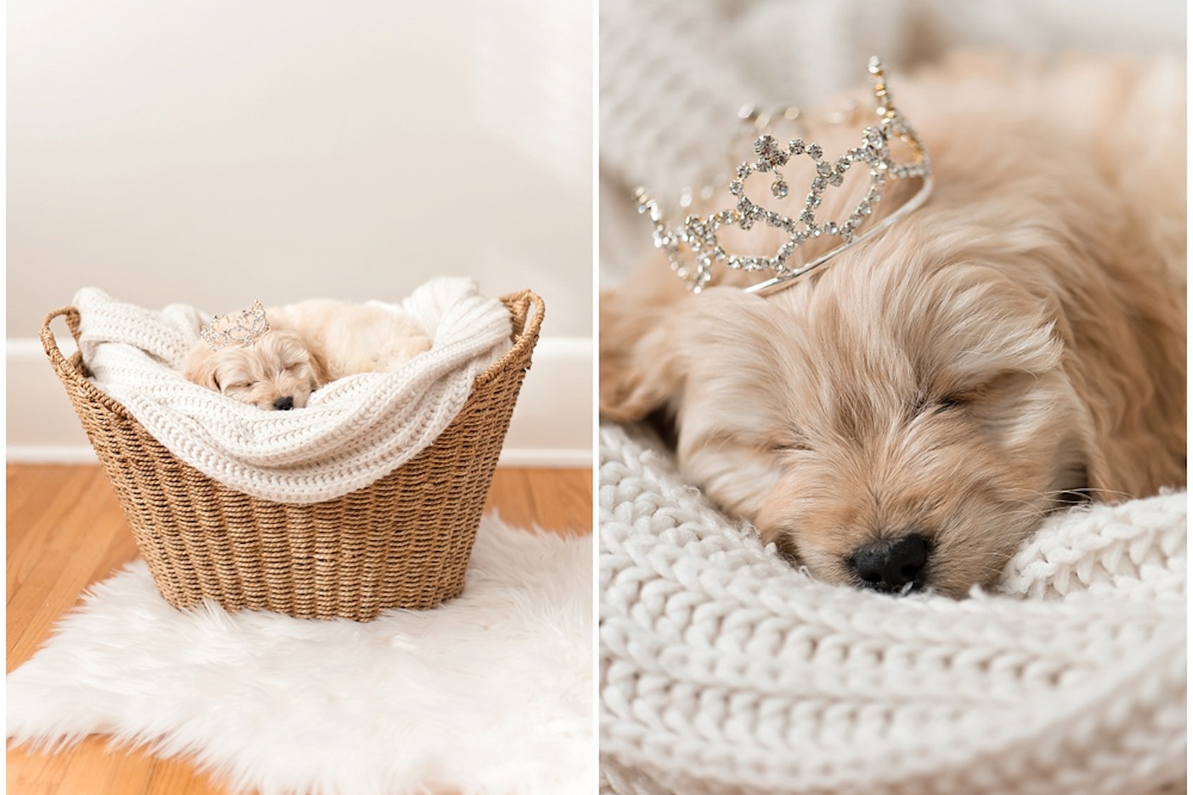 Winnie the miniature goldendoodle sleeps in a blanket in a woven basket while wearing a small crown
