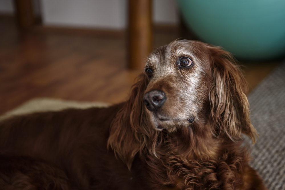An old Irish setter with a white face.