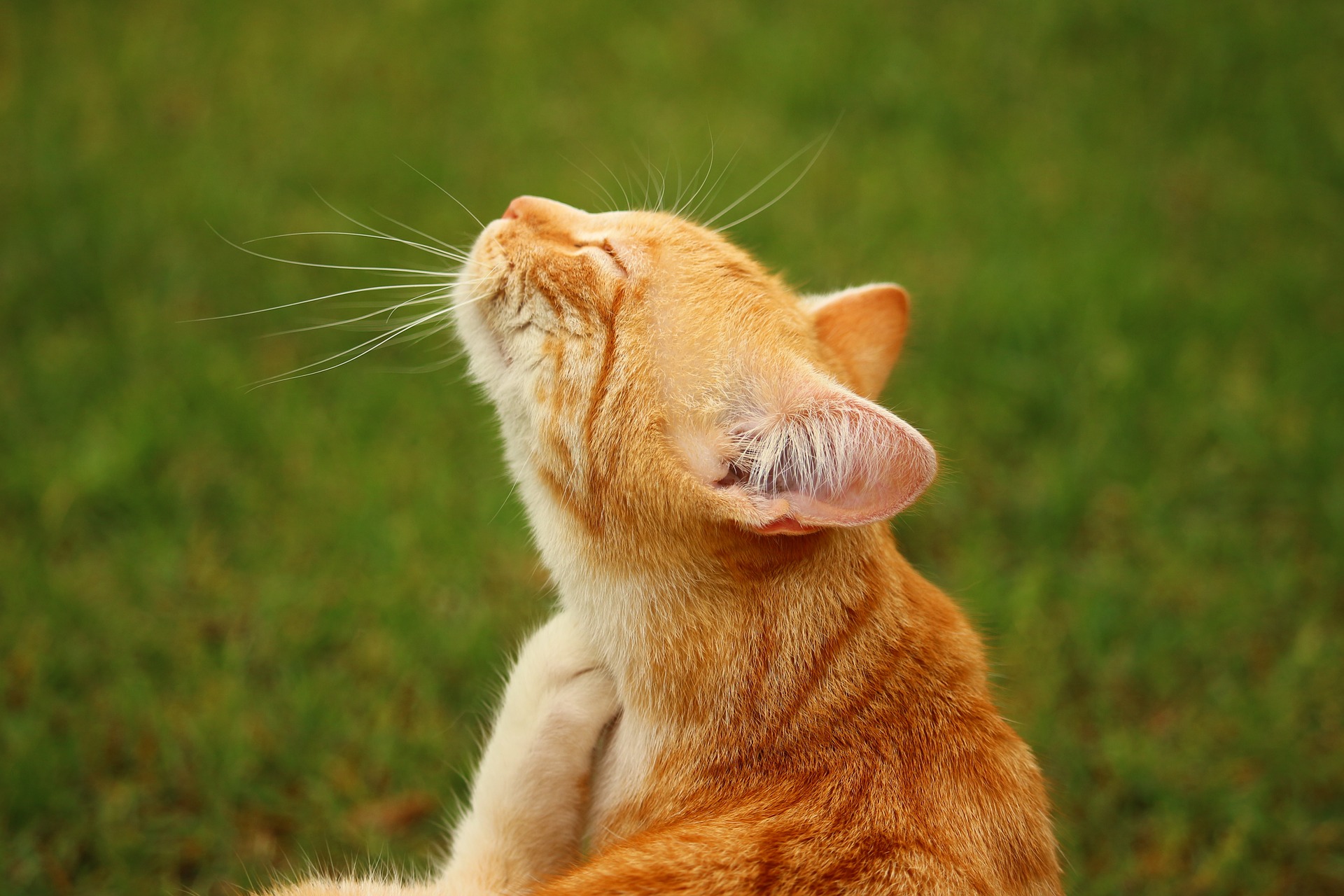 Orange cat scratching his neck on a lawn