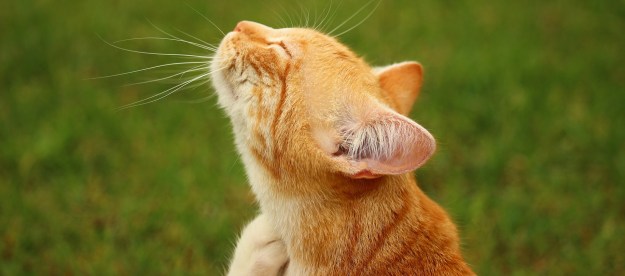 Orange cat scratching his neck on a lawn