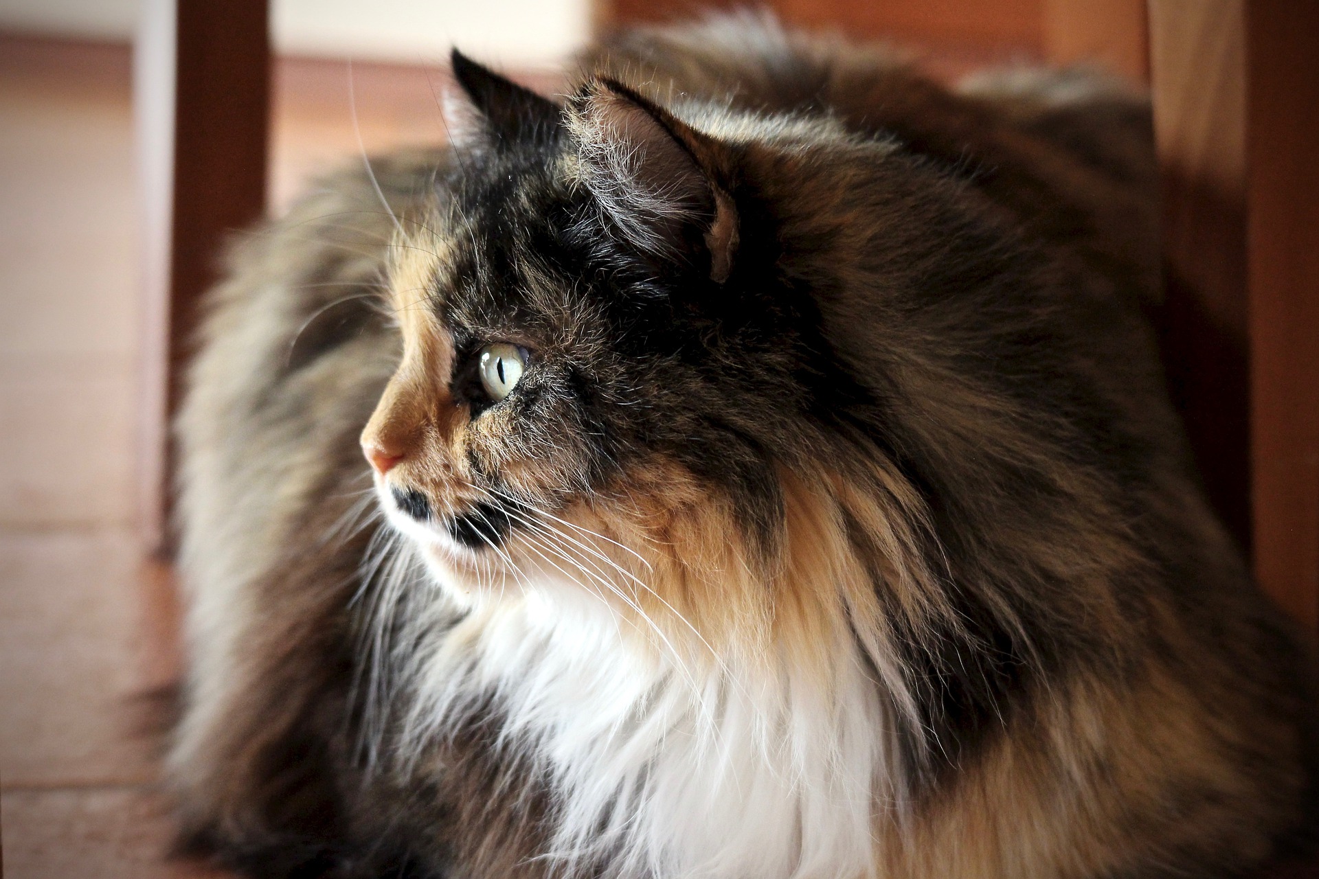 Persian cat sitting on a floor indoors