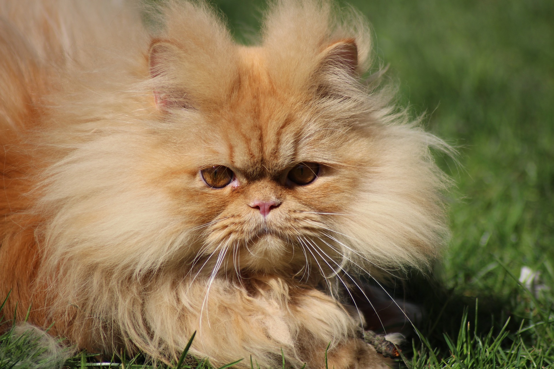 Orange Persian cat out in a yard