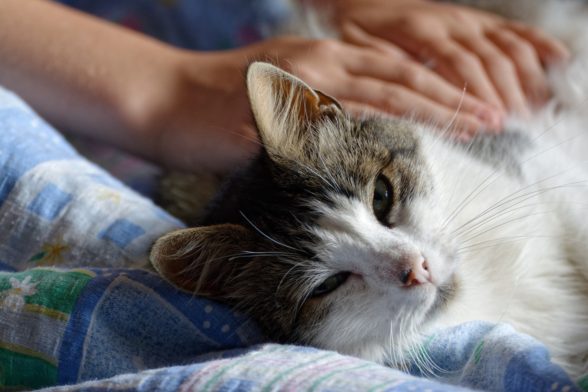 Person patting a relaxed cat lying on its side