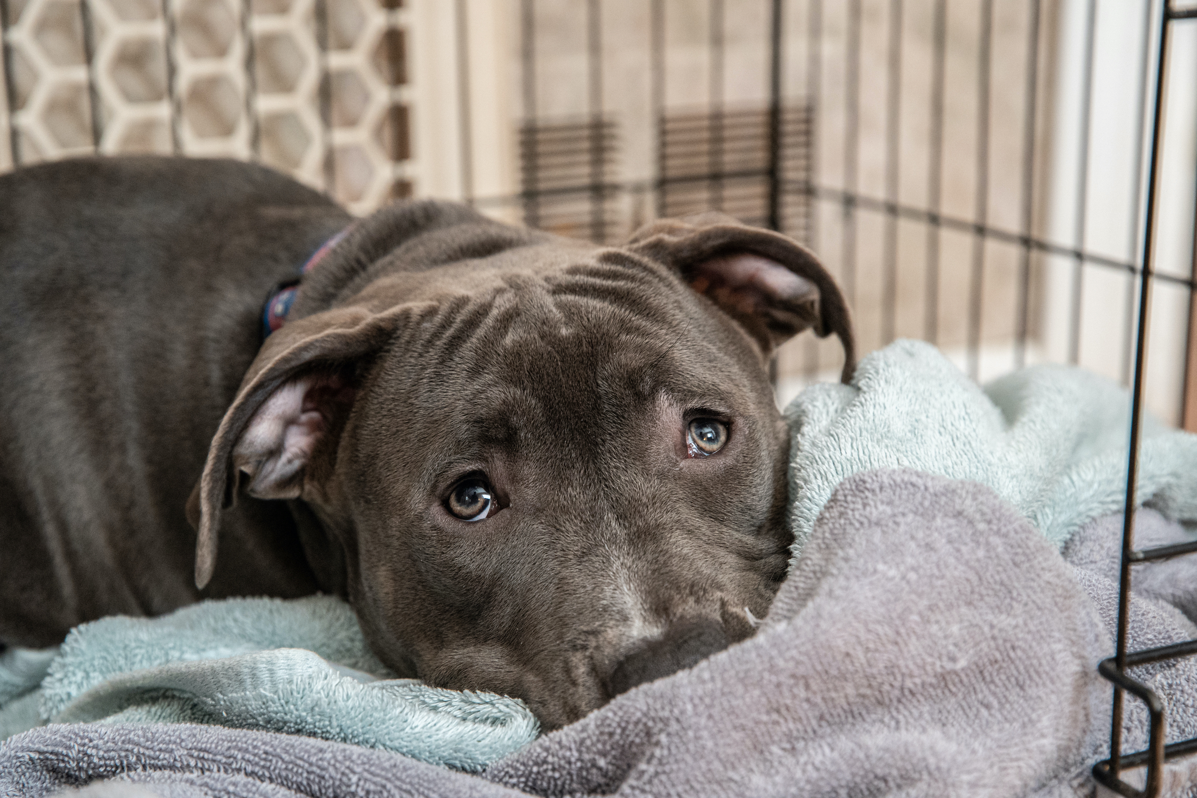 a pitbull puppy lies in their crate with their head nestled in blankets, looking up with sad eyes