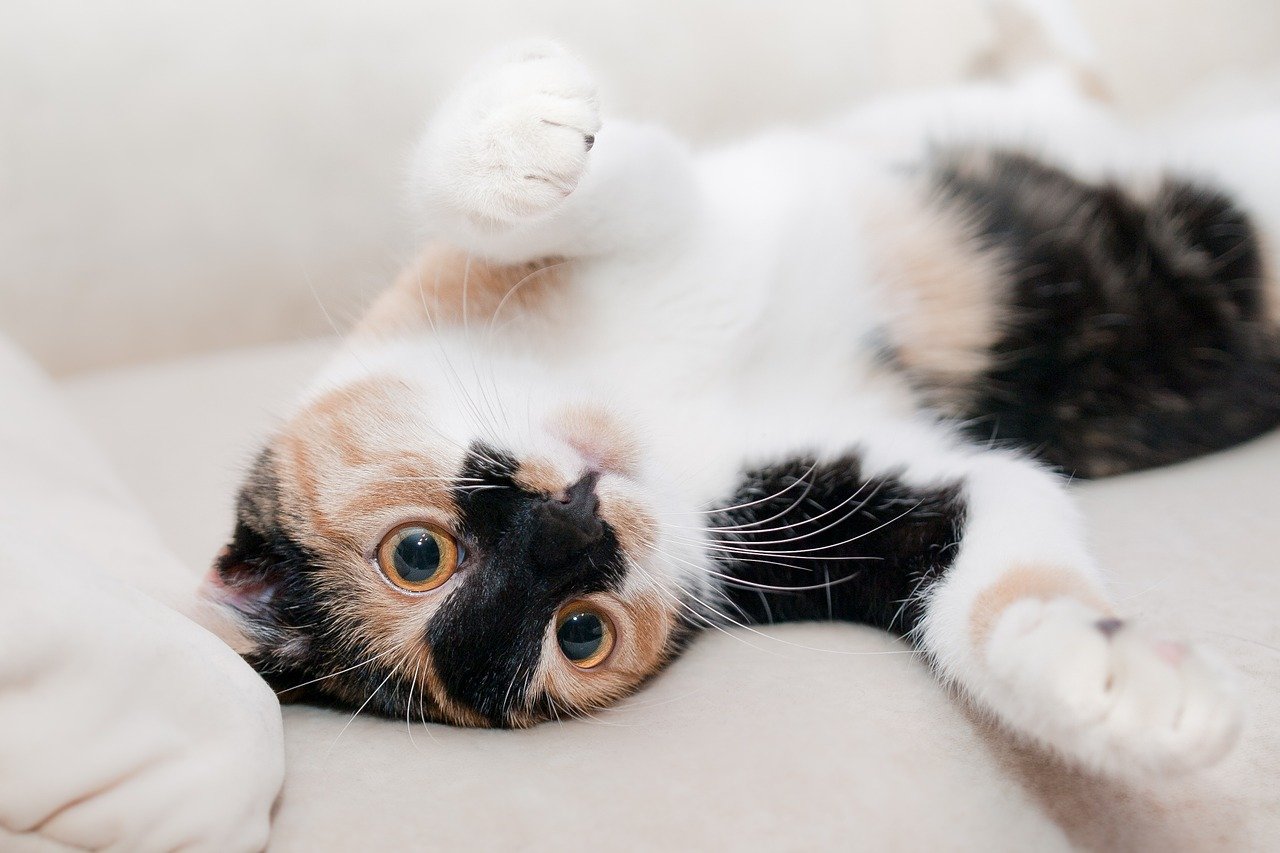 A playful calico cat exposing their belly.