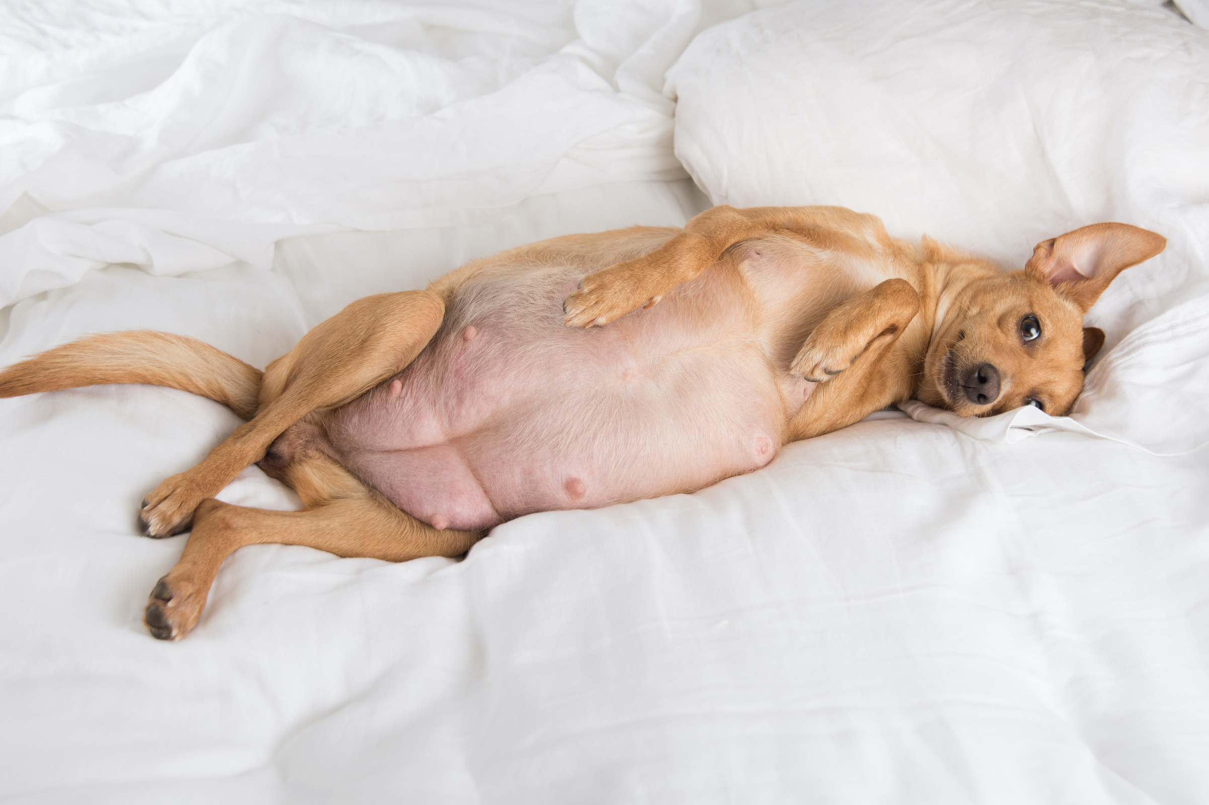A brown pregnant dog lies on her back on a white bed