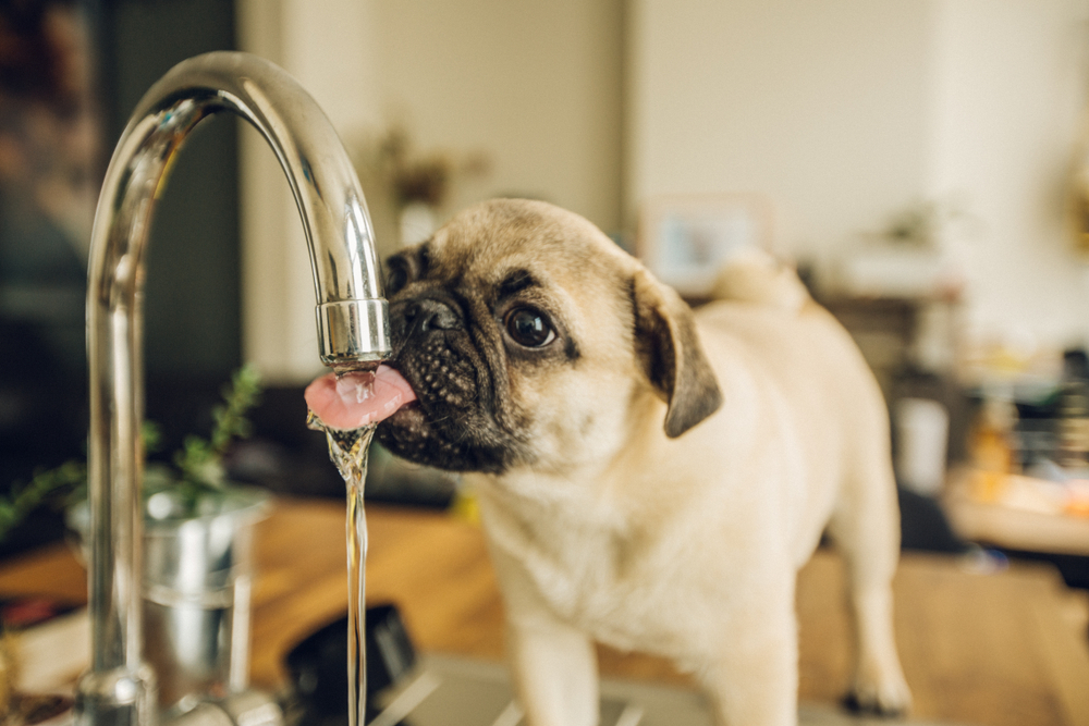 Dog Drinks a Lot of Water? This Is Why | PawTracks