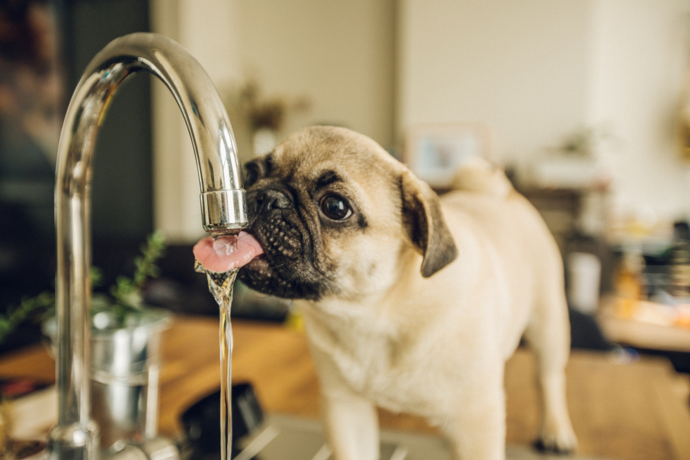 how often should dogs drink water