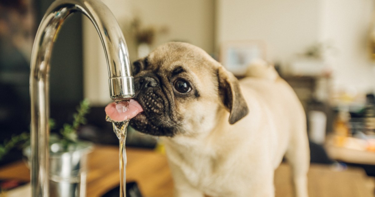 Is it Safe for My Dog to Drink from a Stream? - Sit Means Sit Dog